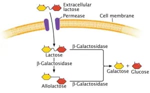 Lactose operon and entry of lactose