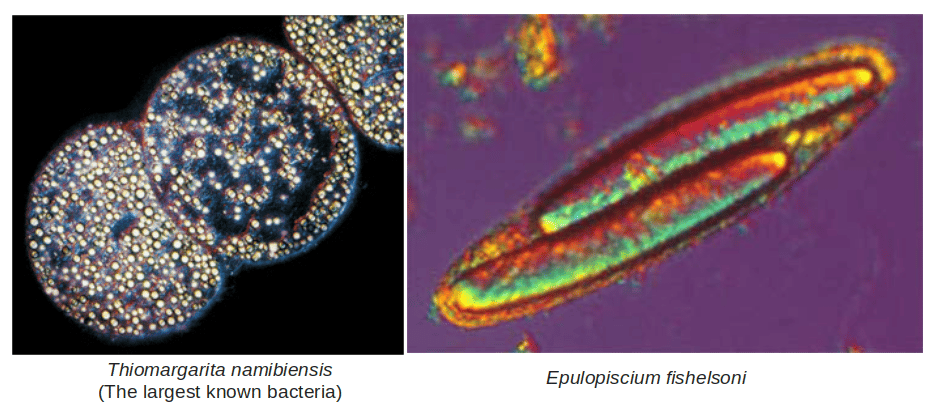 Thiomargarita namibiensis the largest known bacteria