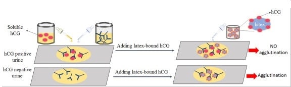 Latex agglutination inhibition test for pregnancy detection - Latex agglutination inhibition test for pregnancy detection