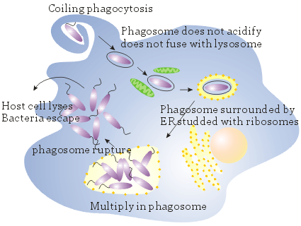 Intracellular growth of Legionella pneumophila - Intracellular growth ofLegionella pneumophila(Image source: M. S. Swanson and B. K. Hammer)