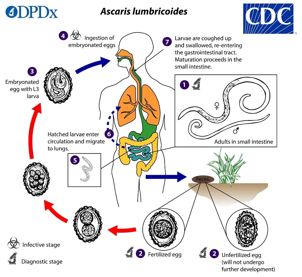- Life cycle of Ascaris lumbricoides (Image source: CDC)