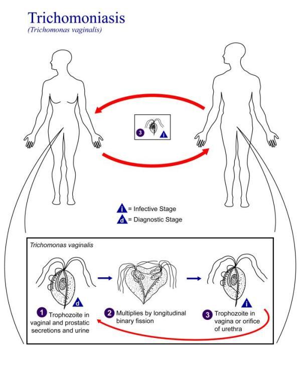 Life cycle of Trichomonas vaginalis - Life cycle ofTrichomonas vaginalis (image source: CDC)