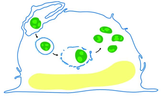 Life cycle of Tularensis