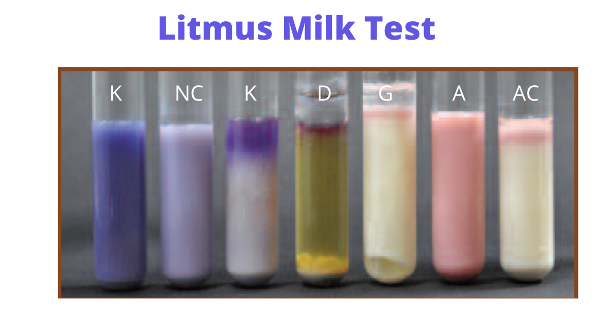 Litmus milk medium - Litmus milk medium(From left to right: Alkaline reaction, uninoculated control, alkaline reaction (K), digestion of peptone (D),  acid and gas production (G), acid (A), and acid clots (AC). The clear fluid on the surface of the D and G tubes is a mineral oil used to make the medium anaerobic. (Image source: Ref-2)