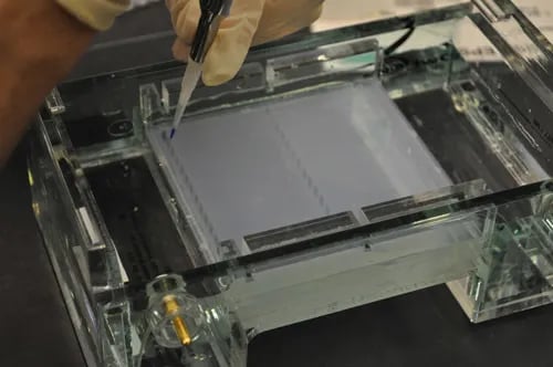 - Loading the DNA sample into a well in the gel  (Image Source: Ref-1)