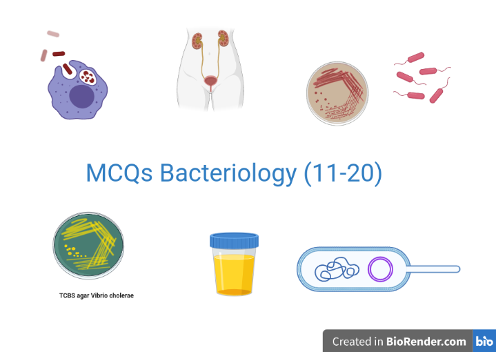 MCQ Bacteriology 11 20