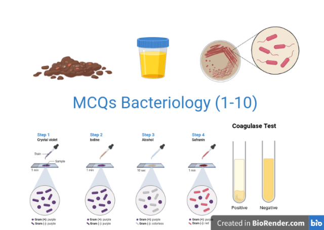 MCQs Bacteriology