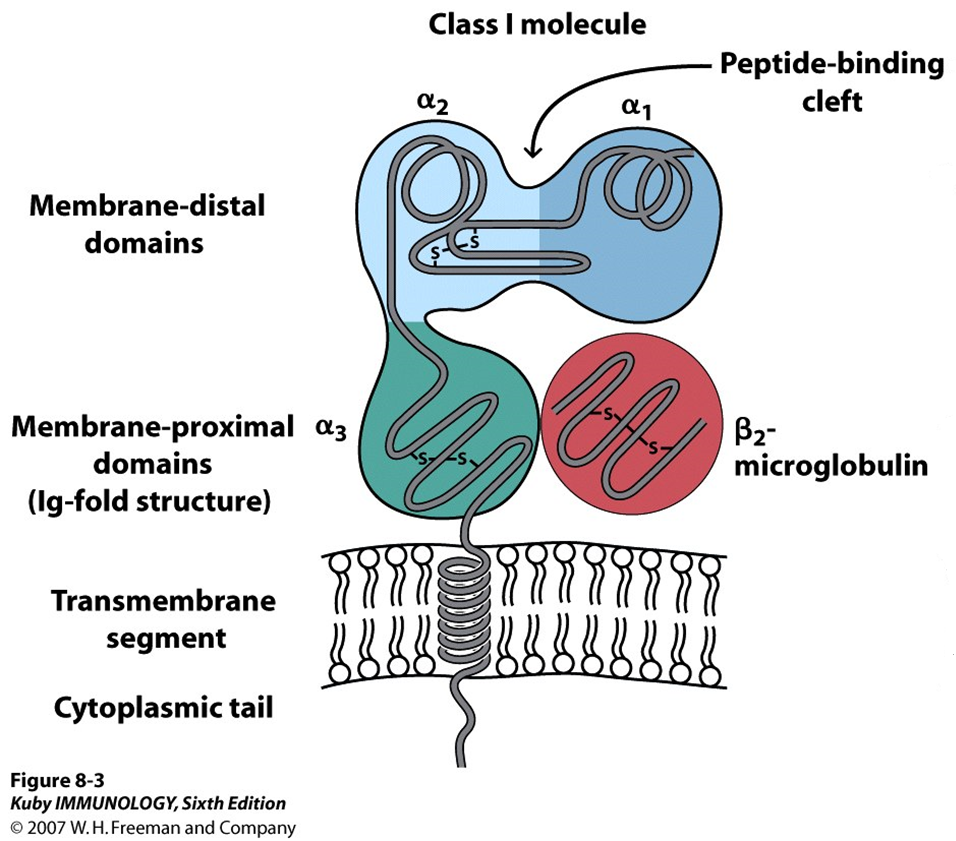 - MHC Class I Structure