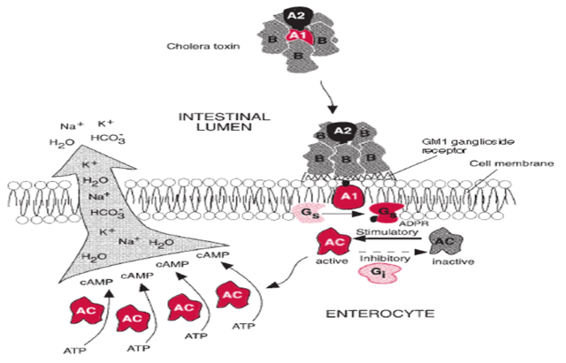 Mechanism of cholera toxin - Mechanism of cholera toxin