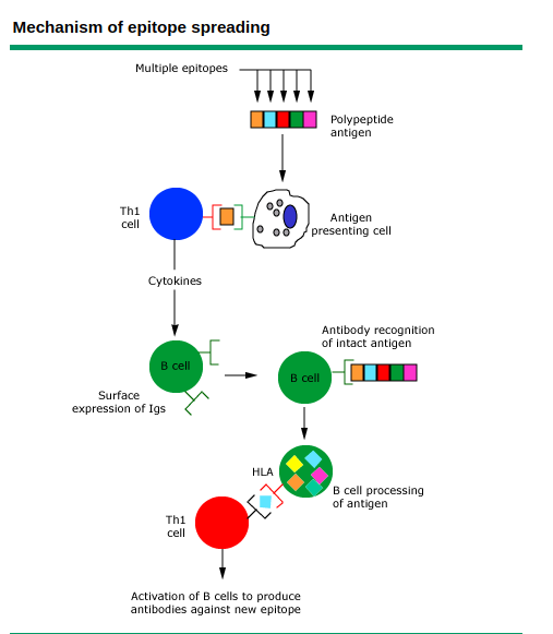 - Mechanism of epitope spreading (Image source: Ref-4)