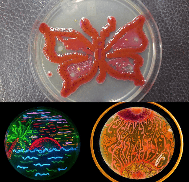 Microbes in art - Different artworks submitted in different competition