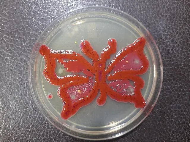 Microbes in art - Microbial Art: Using living microbes this type of butterfly art prepared