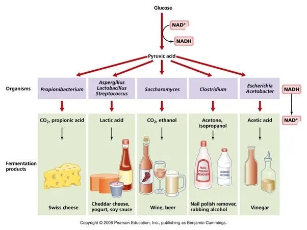 Use of microorganisms to produce different products