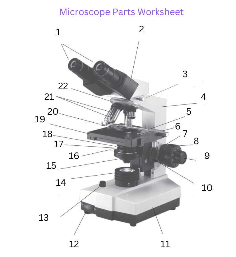 Microscopic Worksheet