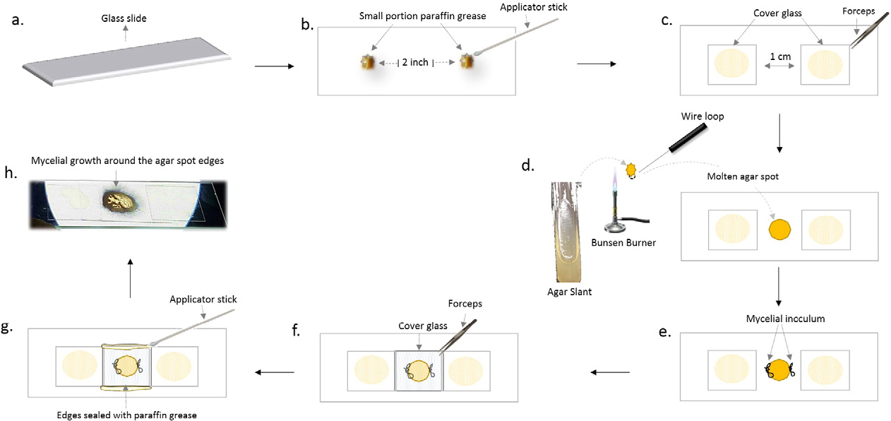 Microslide  Culture for Fungi - Slide culture for fungi (Source)