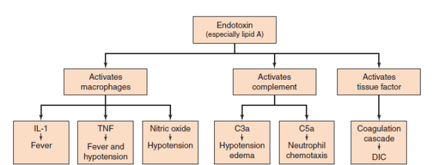 - Mode of action of endotoxins (Source: Ref-1)