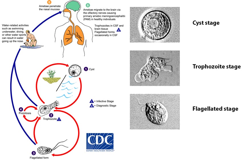 Life cycle of Naegleria fowleri - Life cycle ofNaegleria fowleri(Image source: CDC)