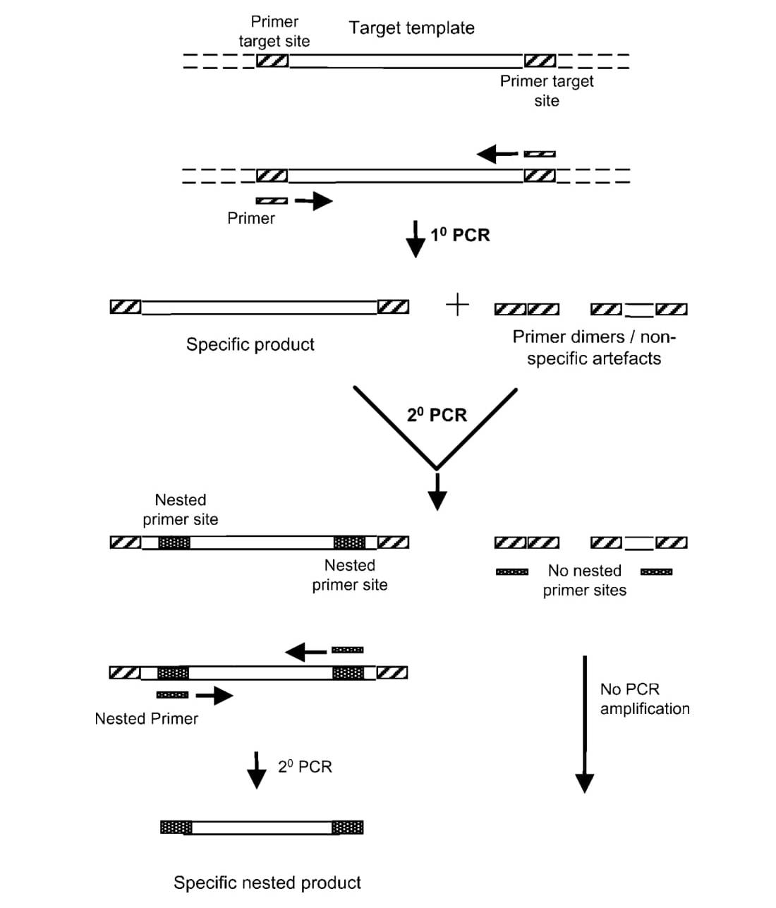 - Nested Polymerase Chain Reaction (PCR)
