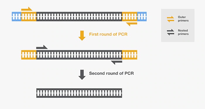 - Nested PCR (Image Source:https://www.thermofisher.com/)