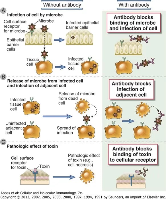 Antibody