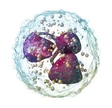 Neutrophils