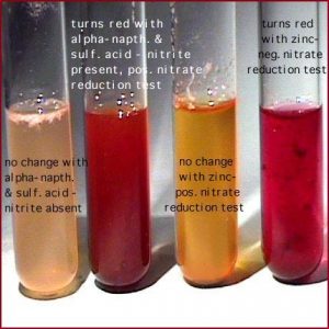 Nitrate reducation test experiments