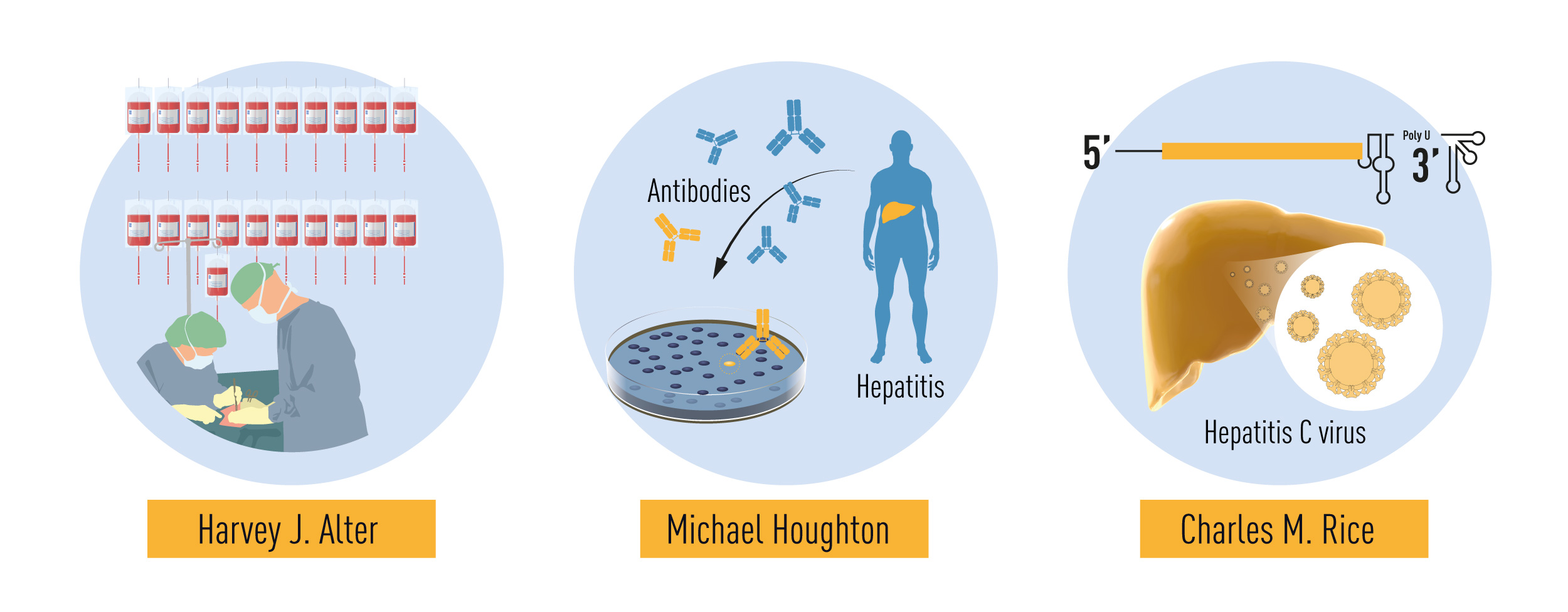 - Nobel prize in Physiology and Medicine-2020 was given for the discovery of Hepatitis C virus(Image source:nobelprize.org)