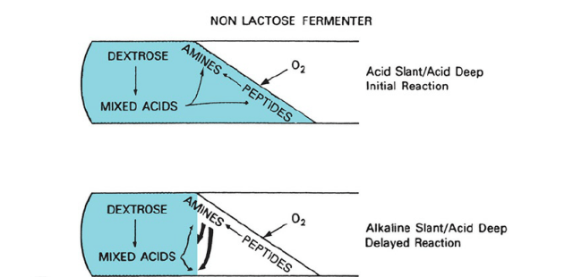 Non Lactose fermenter