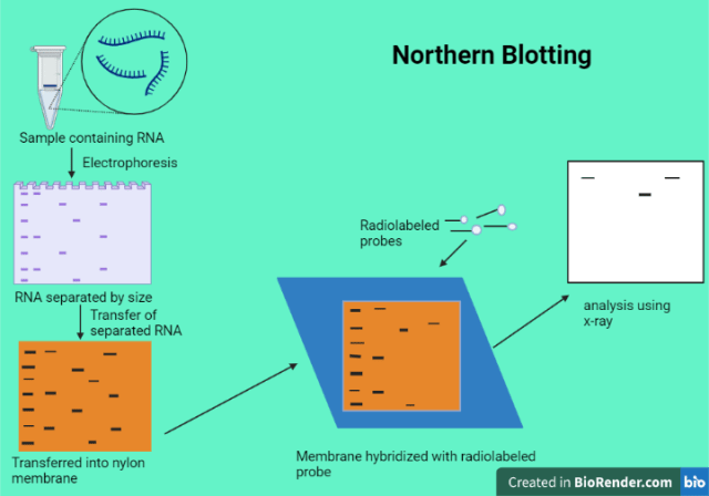 Northern blotting
