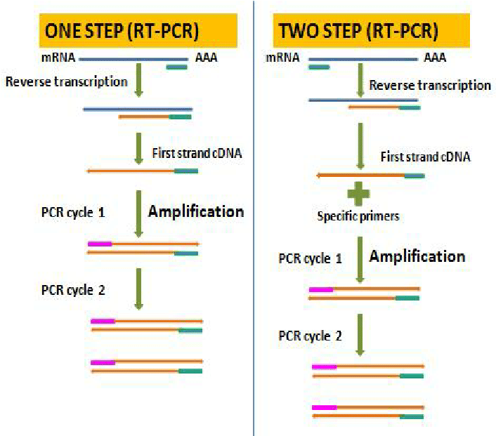 - One-step and two-step methods of RT- PCR.