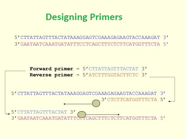 PCR Primer Design