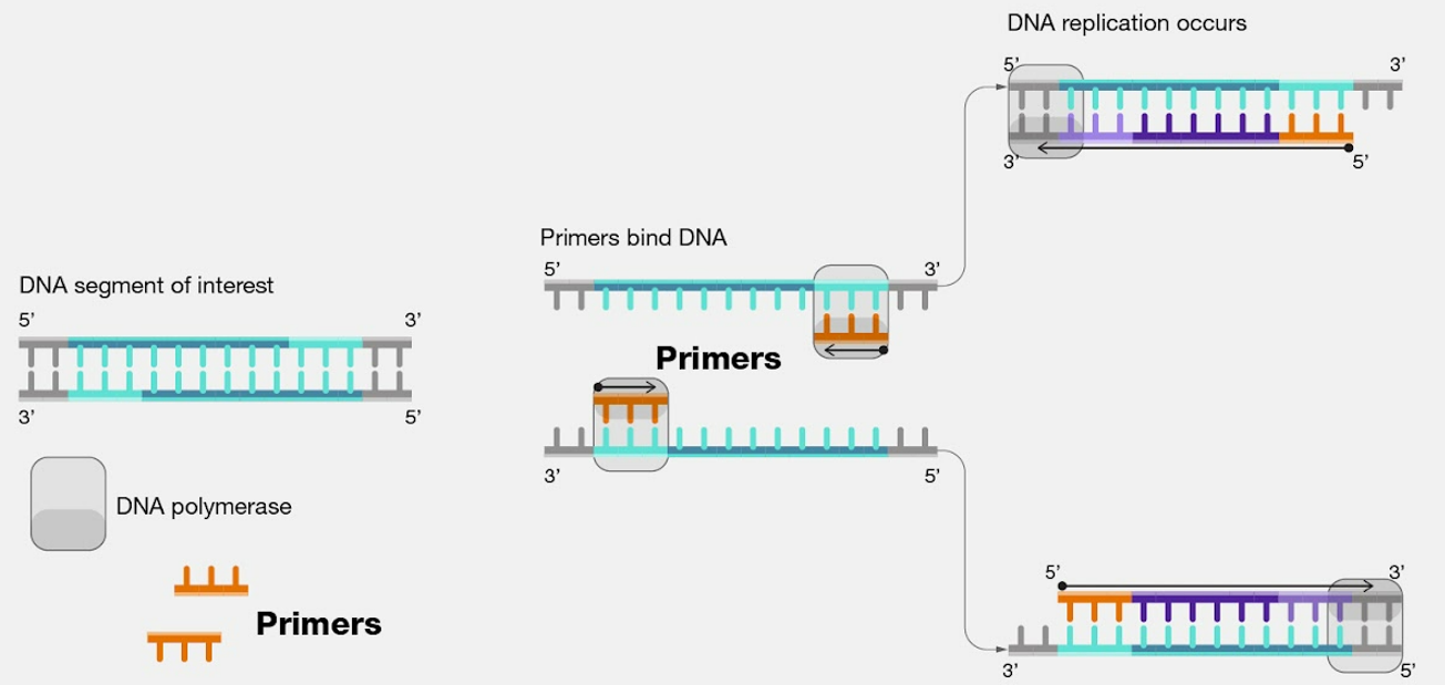 PCR Primers