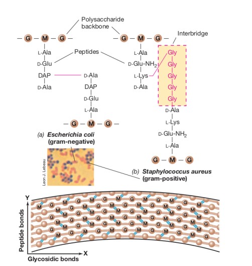 Peptidoglycan structure of Gram Positive and Gram negative bacteria