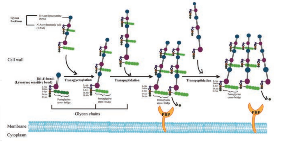 - Biosynthesis of Staphylococcal peptidoglycan