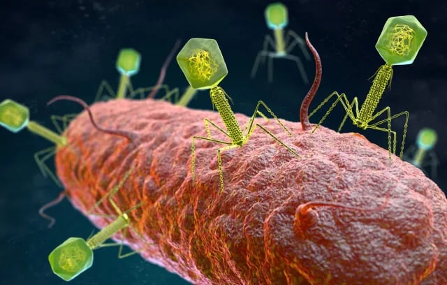 Phage Therapy - Phage therapy