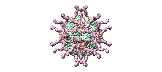 poliovirus - polio virus