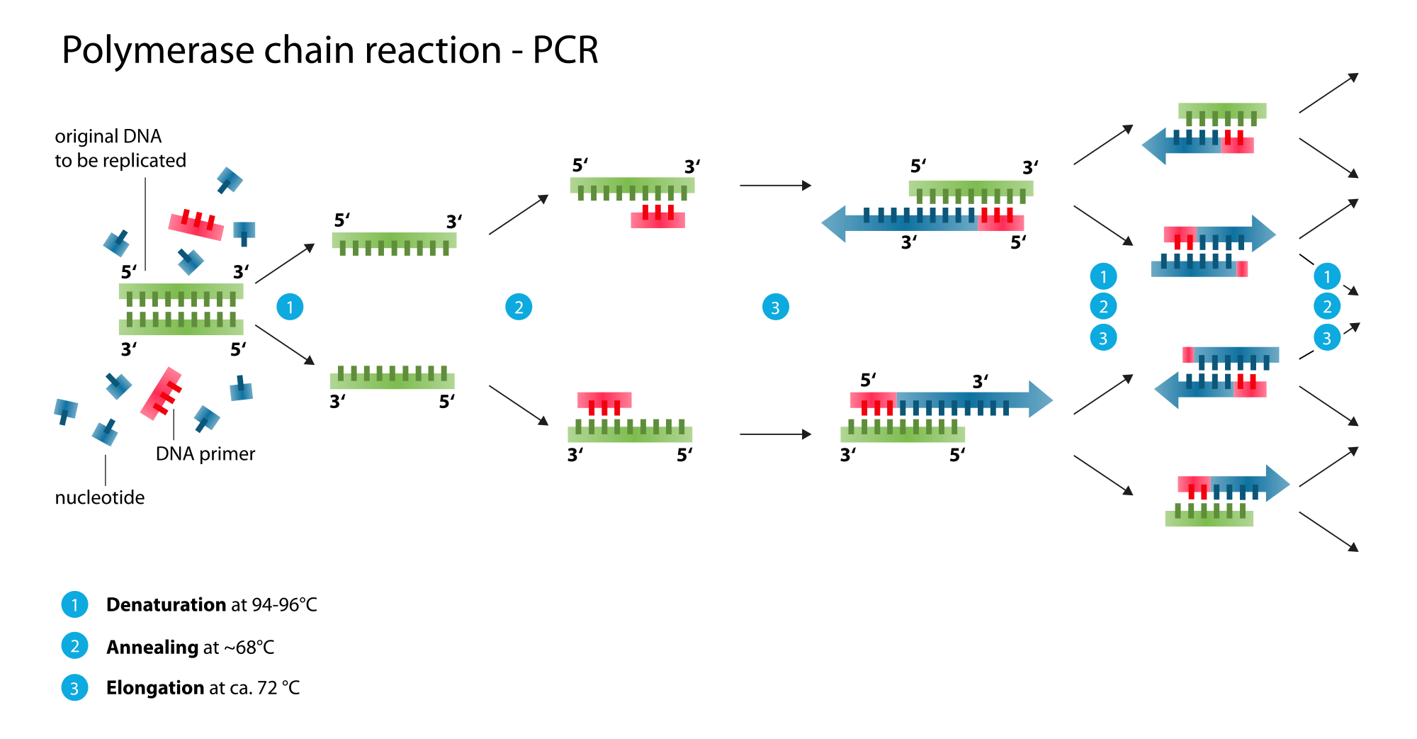 Steps of Polymerase Chain Reaction - Steps of Polymerase Chain Reactions (PCR)