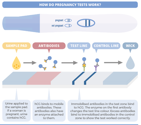 - ICT-based test for the detection of pregnancy (Image source: Andy Brunning)