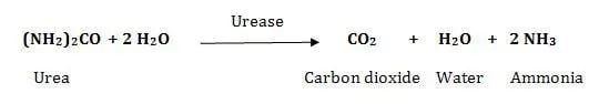 Principle of Urease Test