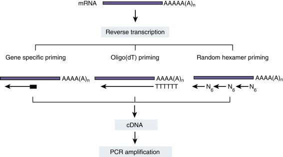 Principles of RT PCR