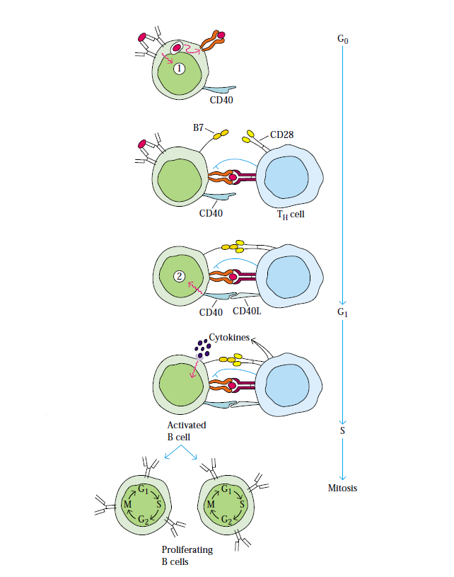 Production of Antigen by T Cell Dependent pathway