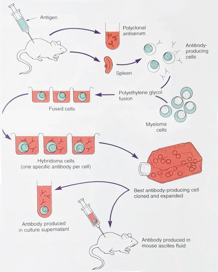 - Production of monoclonal antibody