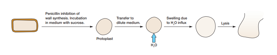 Protoplast formation and lysis