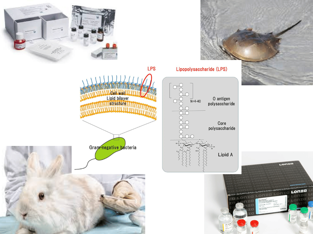 Pyrogen and Bacterial Endotoxin testing