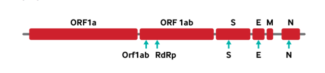 RT PCR target gene in SARS COV 2