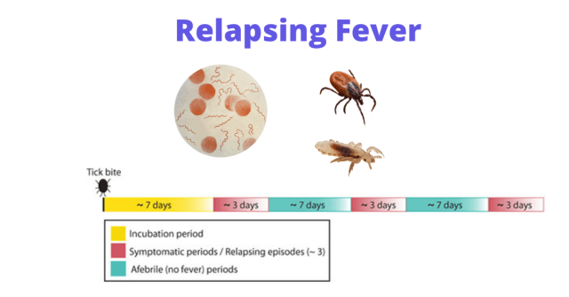 Relapsing fever general idea