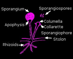 Labeled diagram of Rhizopus