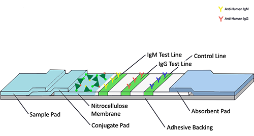 SARS CoV 2 IgG IgM assay