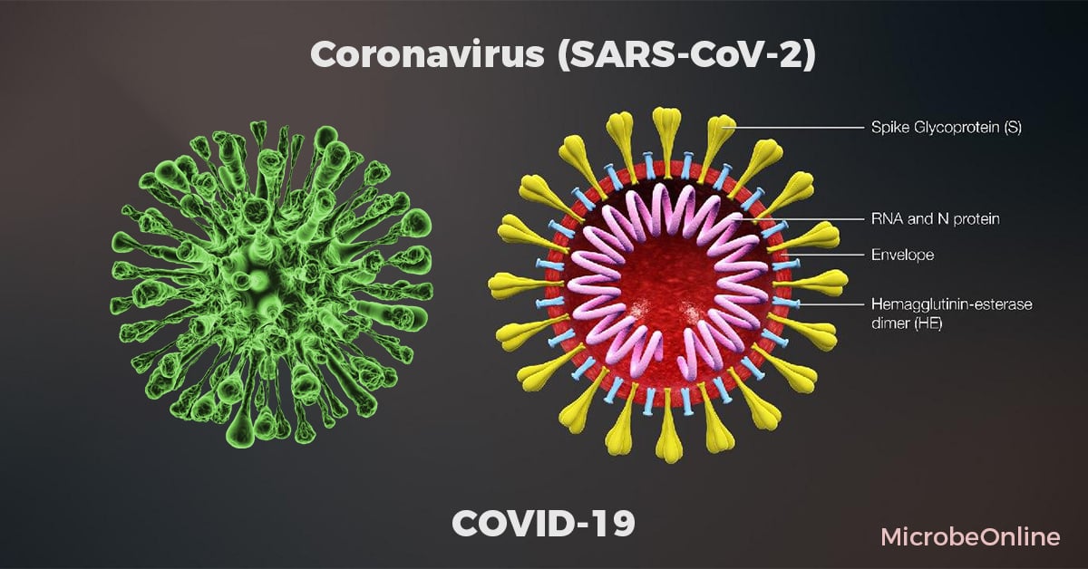SARS CoV 2 Structure