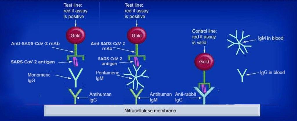 Schematic IgG and IgM assay for SARS CoV 2